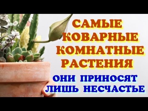 Видео: КОМНАТНЫЕ ЦВЕТЫ. ПОЛЬЗА И ВРЕД. СУЕВЕРИЯ.  НАРОДНЫЕ ПРИМЕТЫ