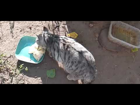 Видео: ОБЕД В НАШЕМ КАФЕ!🌳😺НОВЫЙ КРИКЛИВЫЙ,ИСПУГАННЫЙ ПОСЕТИТЕЛЬ!🙀😢