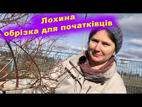 Видео: голубика. Обрезка для начинающих.