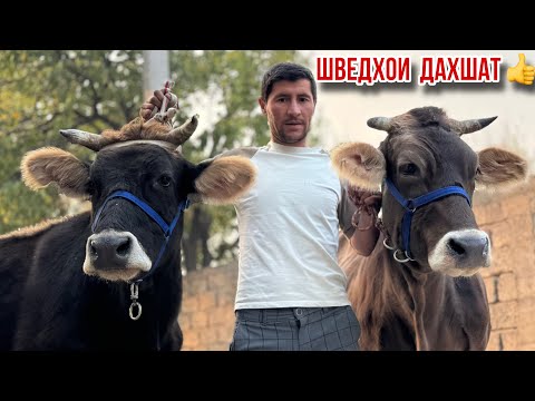 Видео: Шведҳои ДАХШАТ аз ГУФРОНЧОН 12 ноября 2025 г.