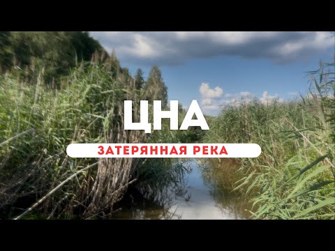 Видео: 🌿 Сплав на сап по реке Цна - осока, тишина и дикие ягоды