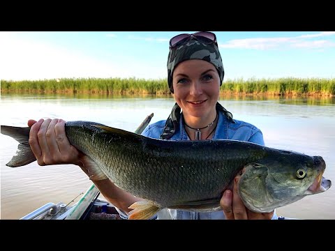 Видео: Охота на крупного жереха!