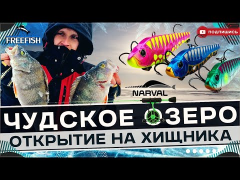 Видео: В поисках крупного  хищника на Чудском озере.Открытие сезона