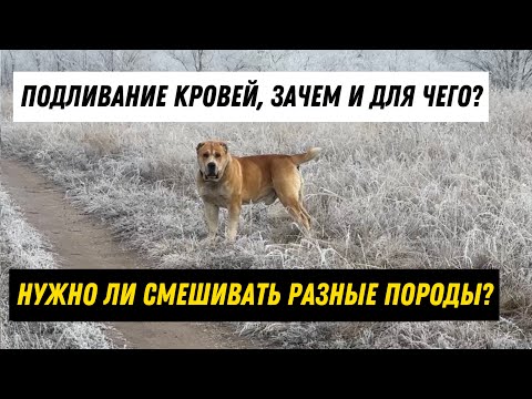 Видео: Зачем разбавляют крови? Получается метисы лучше чем чистокровные? Ютуб канал - Серёгины собаки