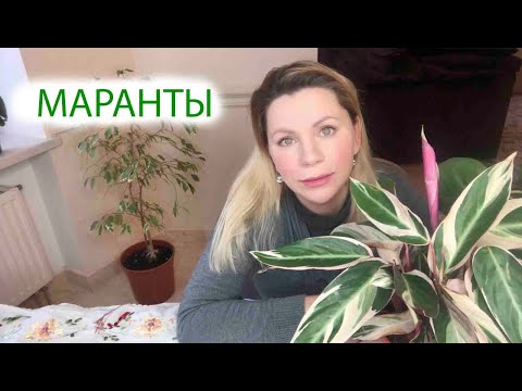 Видео: МАРАНТЫ | ЧТО НУЖНО ЗНАТЬ