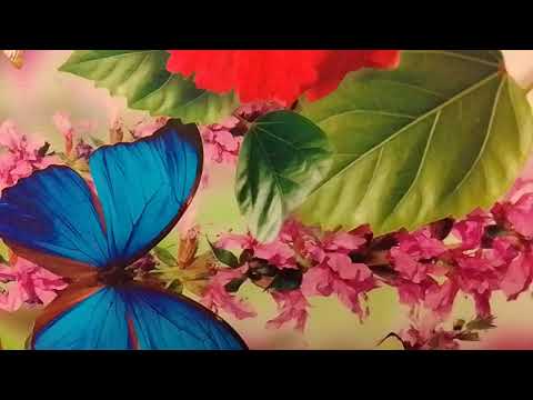 Видео: Как выглядят люди на тонком плане? Колесо сансары и детские комплексы 