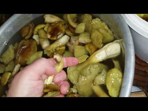 Видео: солим-квасим зеленухи