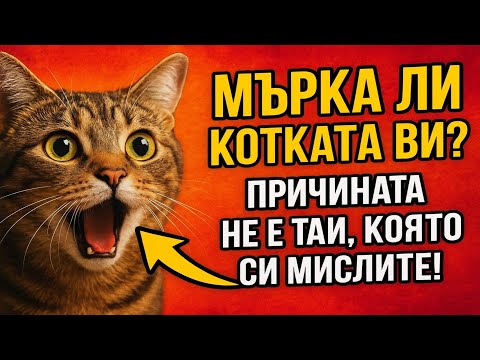 Видео: Мърка ли котката ви? Причината НЕ е тази, която си мислите! (И други митове за котките)