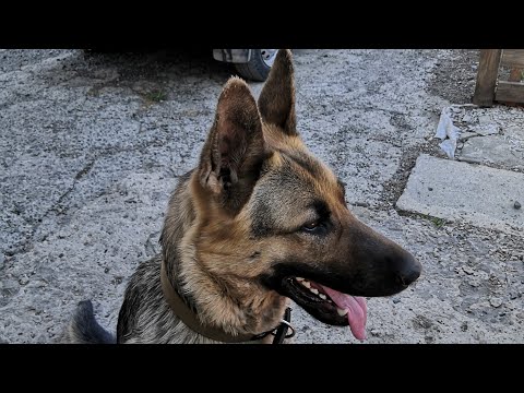 Видео: Команда КО МНЕ ошибки, которые приводят к угасанию рефлекса.