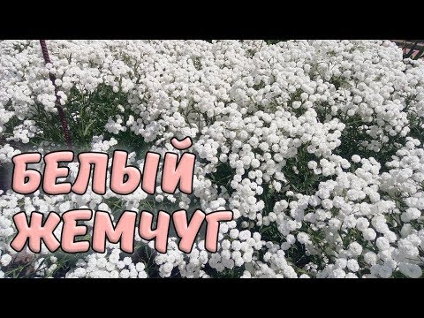 Видео: Тысячелистник птармика "Белый жемчуг" (жемчужница)