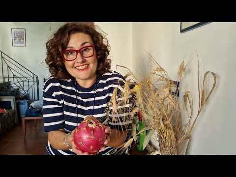 Видео: Обичате ли питахая? #travel #сицилия #sicily #пътуване