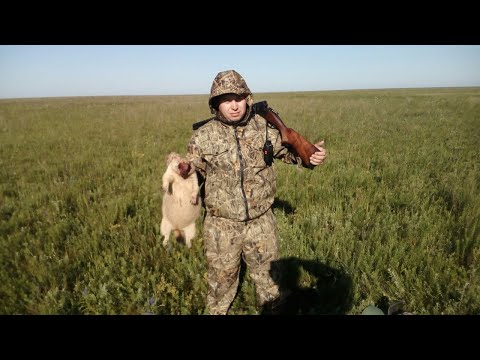 Видео: ВЗЯЛ СУРКА с 15м. Бескрайние степи Казахстана. Охота на сурка - байбака.