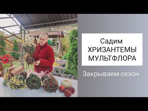 Видео: Как Садить ХРИЗАНТЕМУ МУЛЬТИФЛОРУ на зиму. Закрываем дачный сезон 
