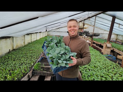 Видео: Простой парень покажет как растёт рассада овощей .  Высадили салат.