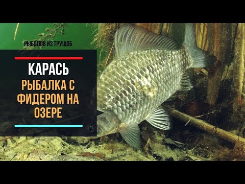 Видео: В этом озере много карася.Рыбалка на фидер в апреле!