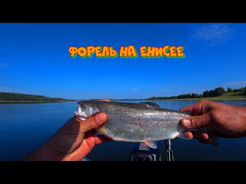 Видео: УХА ИЗ ХАРИУСА\ ФОРЕЛЬ НА КЕМБРИК