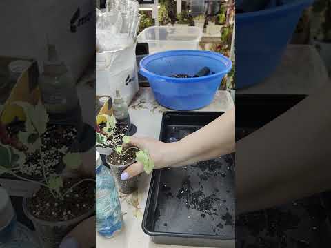 Видео: Посадки-пересадки. Что ращу для отправок. 🤗🍀☘️#комнатныерастения #растения #пересадка #цветы