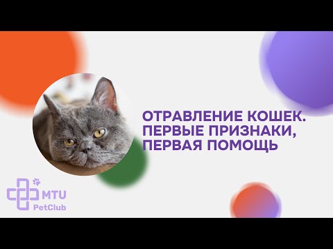 Видео: Отравление кошек. Первые признаки отравления и первая помощь