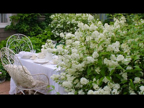 Видео: БЕЛЫЙ или ЛУННЫЙ САД. КУСТАРНИКИ для композиций в свадебном наряде. White Moon Garden.