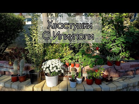 Видео: Хвастушки с Выставки в Илиуполи🤗