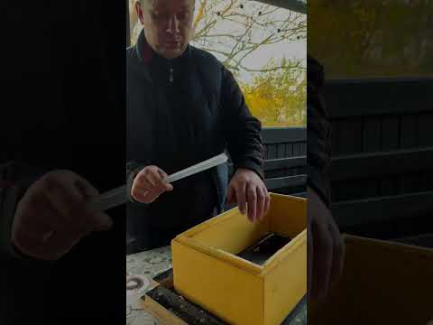 Видео: 6 ноября 2024 г.