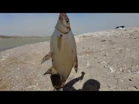 Видео: Сезон открыт УДАЧНО ! Курты . Ветер очень серьезный - звук плохой ! 19.03.2025. Рыбалка . Капчагай .