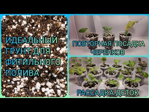Видео: Идеальный грунт для фитильного полива. Повторная посадка черенков. Отсадка и рассадка деток.