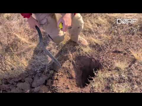 Видео: ПОЧВА в Оренбургских степях - наглядно с экспертом DORF