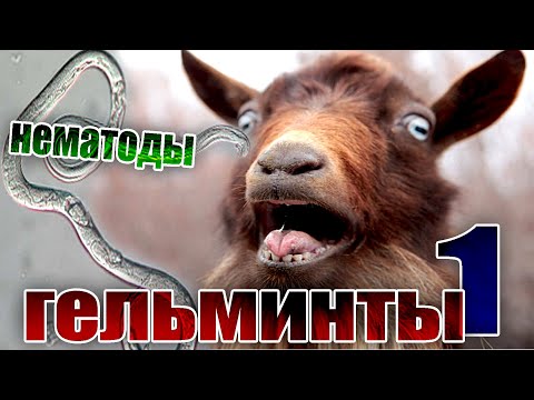 Видео: Гельминты (глисты) у коз и овец / часть 1 / Нематоды #козоводство #овцеводство #животноводство