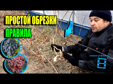 Видео: ОБРЕЗКА ВИНОГРАДА ОСЕНЬЮ ДЛЯ НАЧИНАЮЩИХ ПРОСТО. КАК ОБРЕЗАТЬ ВИНОГРАД? СЕВЕРНЫЙ ВИНОГРАДНИК 22-42