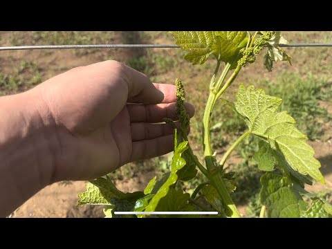 Видео: Жүзім өсірудің жаңа әдісі