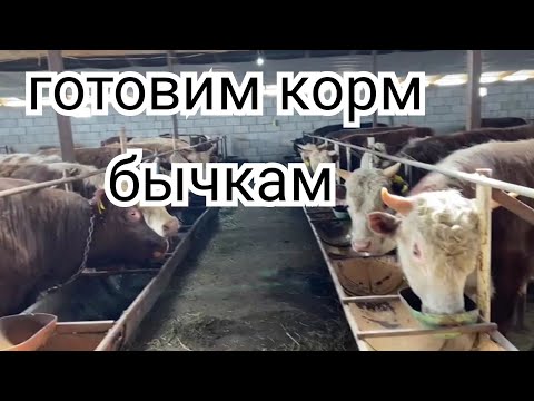 Видео: Откорм бычков. Готовка и раздача корма.