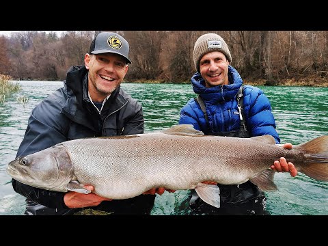 Видео: 130см ТАЙМЕН яде КЕФАЛИ по 2кг!!! Макарата на краля на Англия?!? Фишкаст С. Мънков