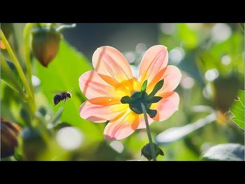 Видео: Душевная близость и отчуждение