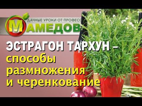 Видео: ЭСТРАГОН ТАРХУН - Способы Размножения и Черенкование