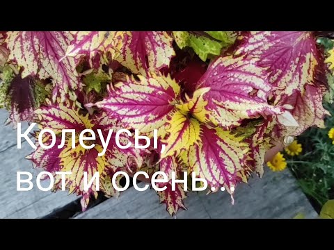 Видео: Колеусы, вот и осень... ll часть.Обзорное видео.