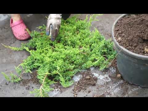 Видео: Посадка растений в геоткань