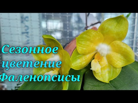 Видео: Сезонное цветение Фалинопсисов.Видовые,гибриды.