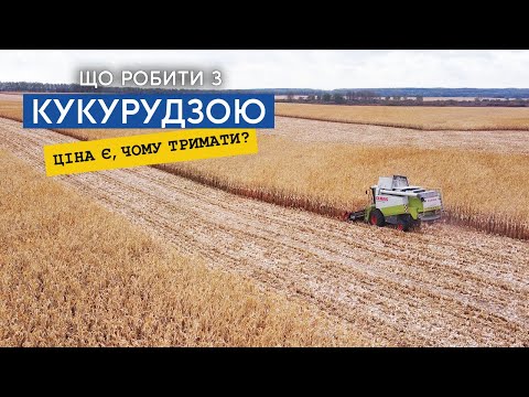 Видео: З кукурудзою БІДА! Ціни та перспективи на наступний сезон!