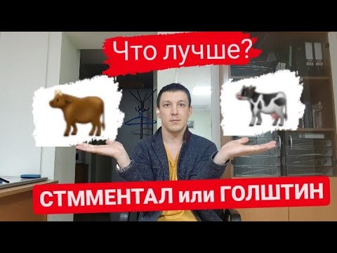 Видео: Какую породу выбрать? Симментал или Голштинская порода? В чем разница? Экономика фермы и породы КРС