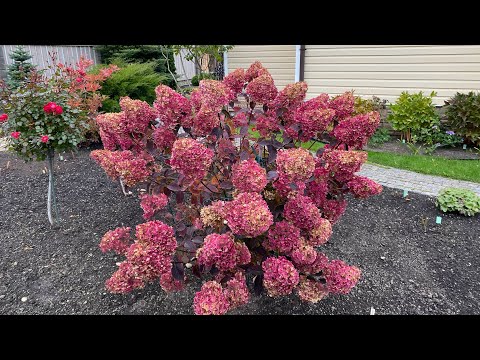 Видео: Октябрь. В саду у Светланы , г.Пушкин