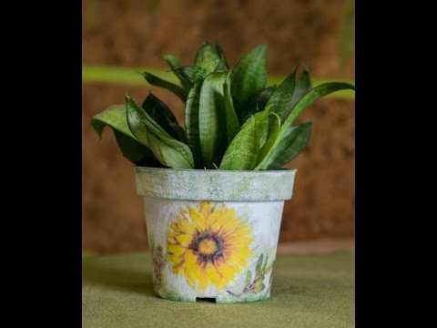 Видео: Горшок для цветов