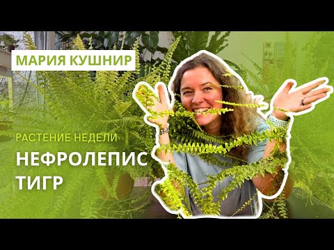 Видео: Нефролепис Тигр 🌿 ПЕРЕСАДКА и размножение