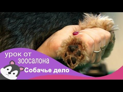 Видео: Мастер класс по гигиенической стрижке йоркширского терьера