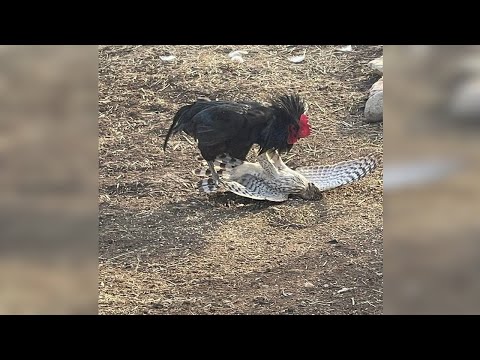 Видео: Петух в Деле... Петух Против Ястреба, Индюка, Собаки и даже Лошади!