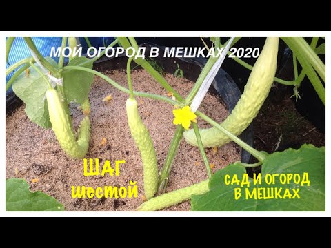 Видео: МОЙ ОГОРОД В МЕШКАХ 2020. Шаг N6. Огурцы, Капуста, Свёкла. My GARDEN in BAGS 2020.
