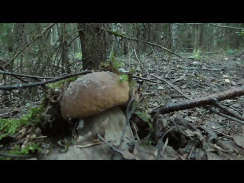 Видео: Поздним ВЕЧЕРОМ по ГРИБЫ В ЛЕС! Соревнуемся с Мишей кто больше найдёт! ГРИБОВ МНОГО!