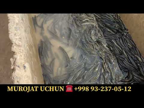 Видео: ИЛОН БАЛИК БОЛАЛАРИ  СОТИЛАДИ 