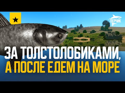 Видео: На Суру за Толстолобиками, а после едем на море ● Русская рыбалка 4 ● Перчик РР4