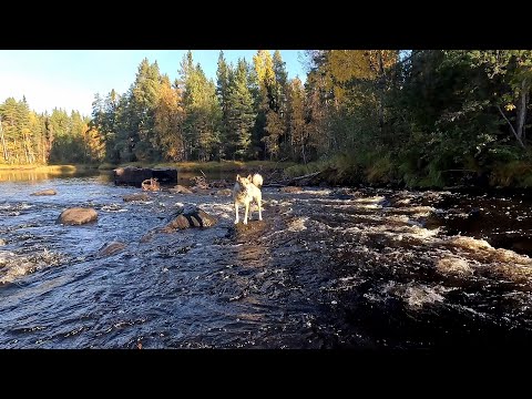 Видео: АДОВЫЙ ПОХОД В ГЛУШЬ. ДАЖЕ СОБАКА ОТКАЗАЛАСЬ ИДТИ ТУДА. ДОБЫЛ МЯСА. ЕЛЕ ДОПОЛЗ ДО МАШИНЫ.